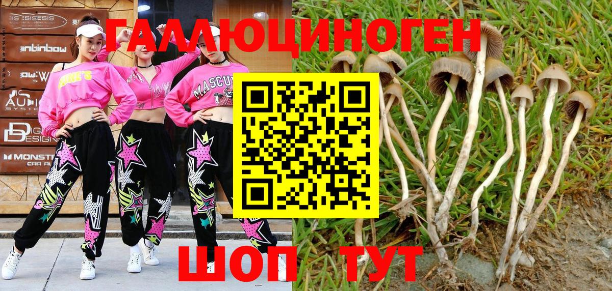 Маркс  Галлюциногенные грибы Psilocybine cubensis  Вход с VPN 